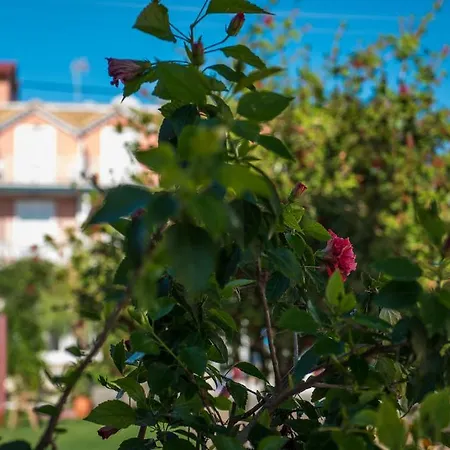Ragias Studios Apartment Tsilivi (Zakynthos)