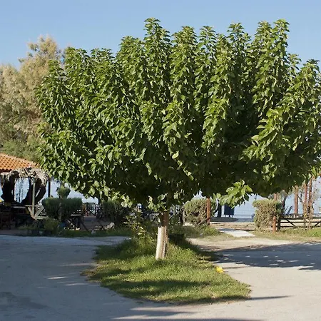Anetis Hotel Tsilivi (Zakynthos)